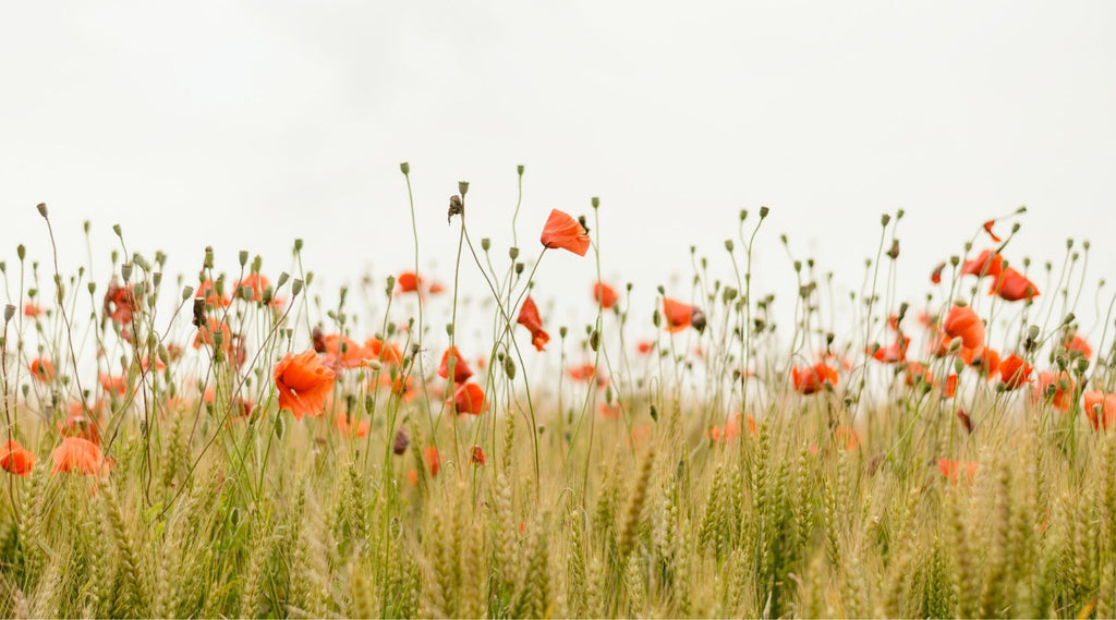 MAY 2020 TOUCH OF HOPE SCHOLARSHIP WINNERS ANNOUNCED!