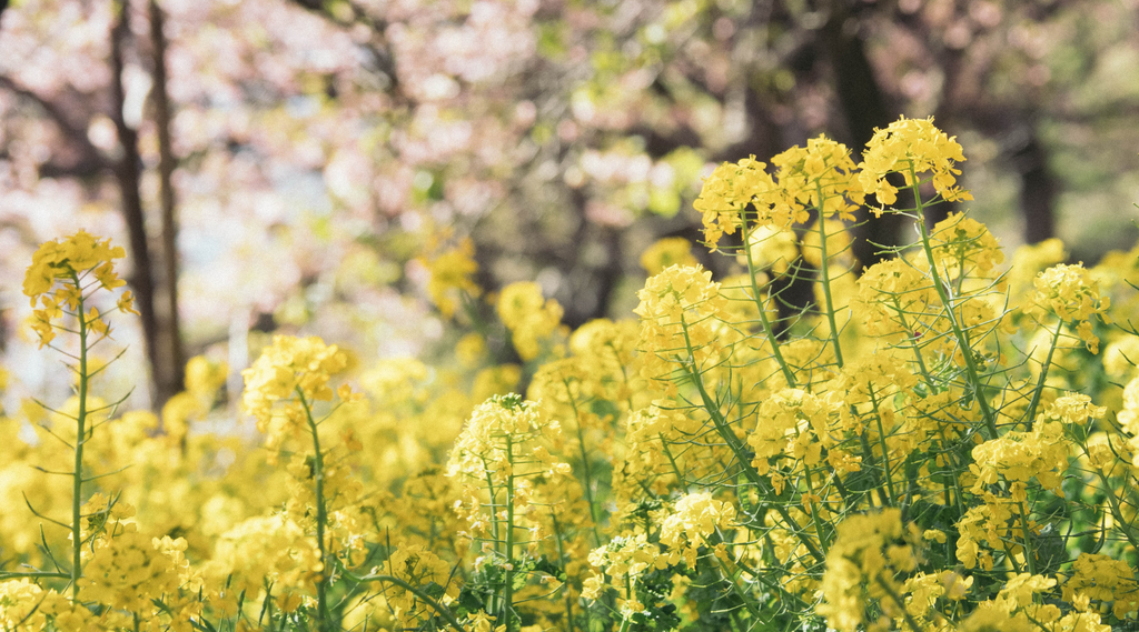 March Monthly Mindfulness Calendar